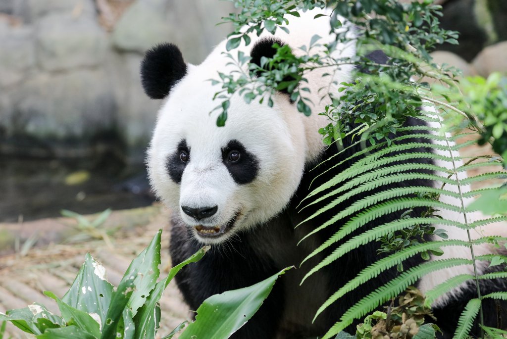 Giant Panda