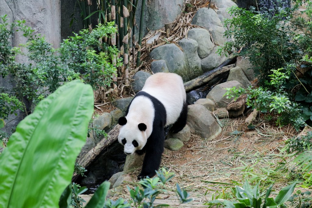 Giant Panda