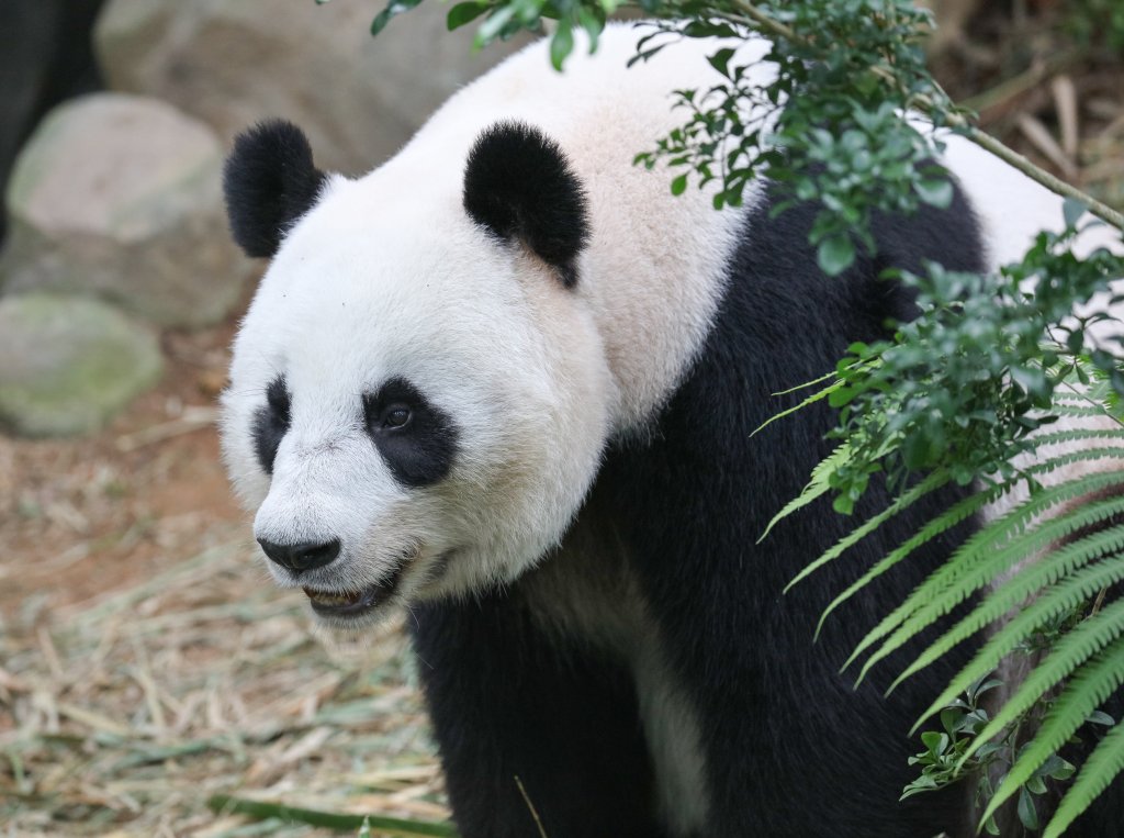 Giant Panda