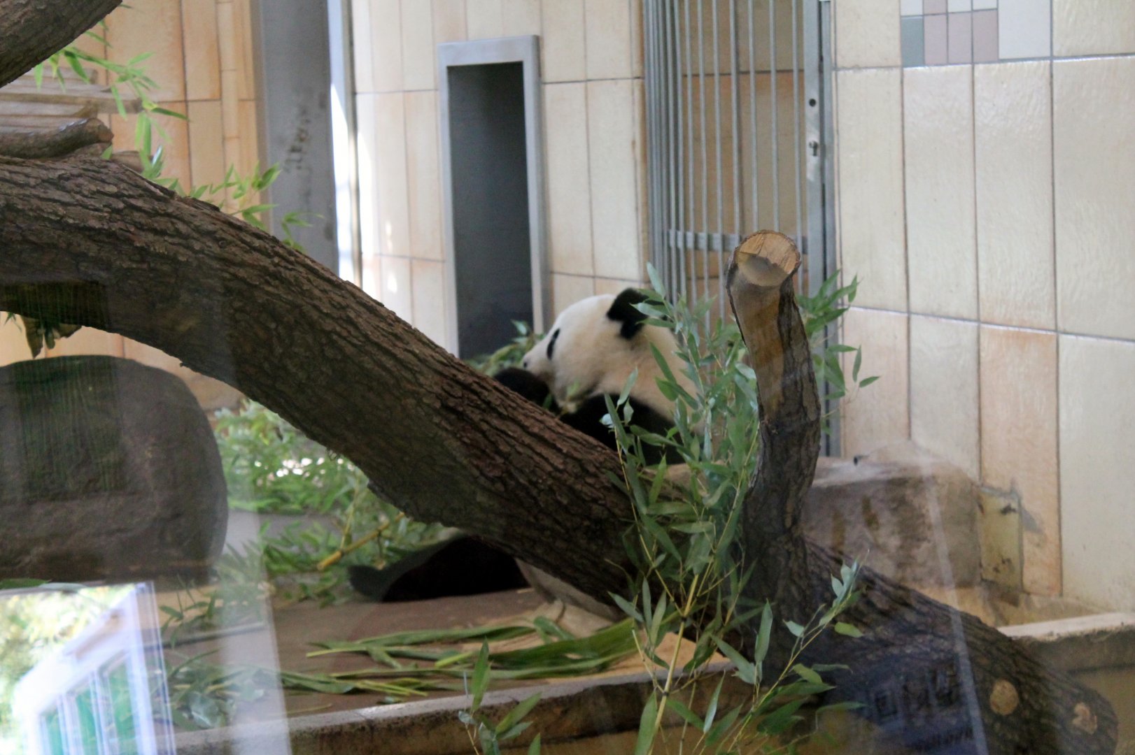 Giant Panda