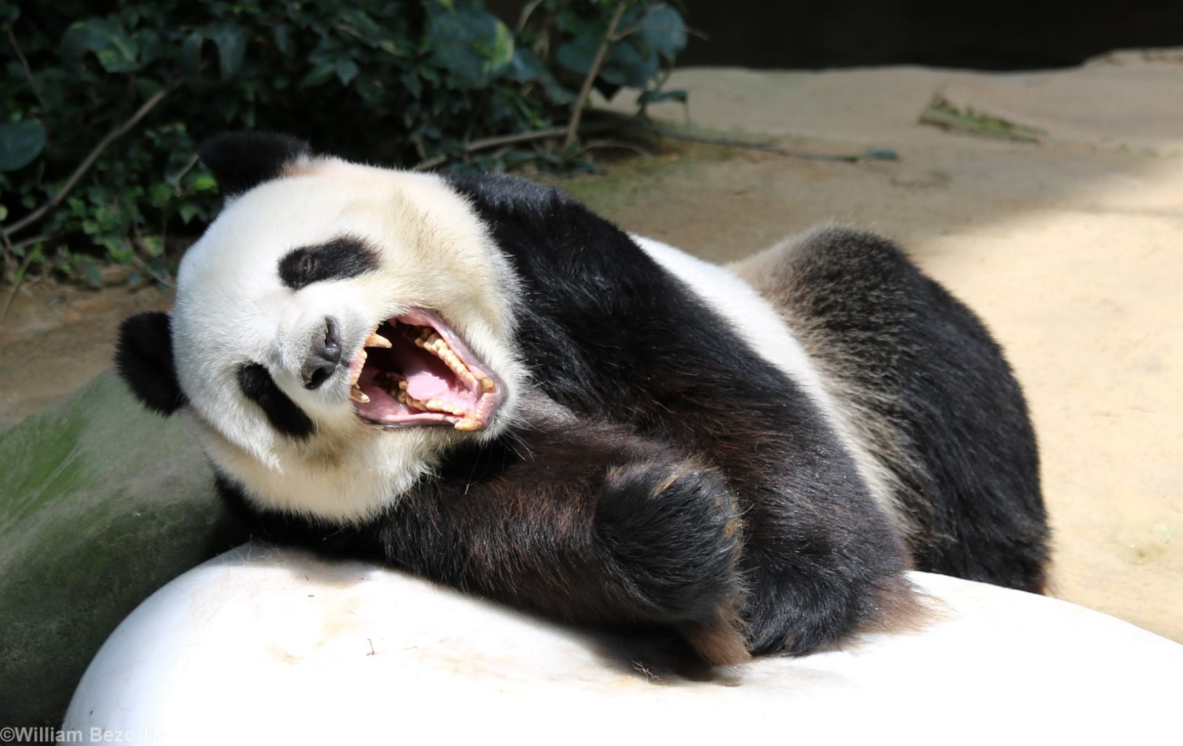 Giant Panda