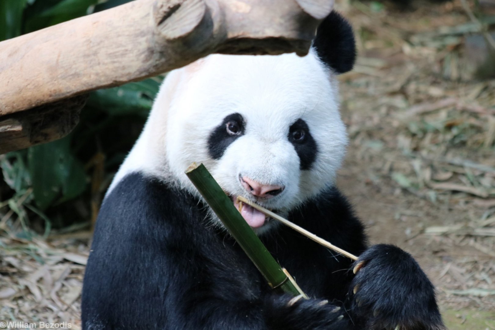 Giant Panda