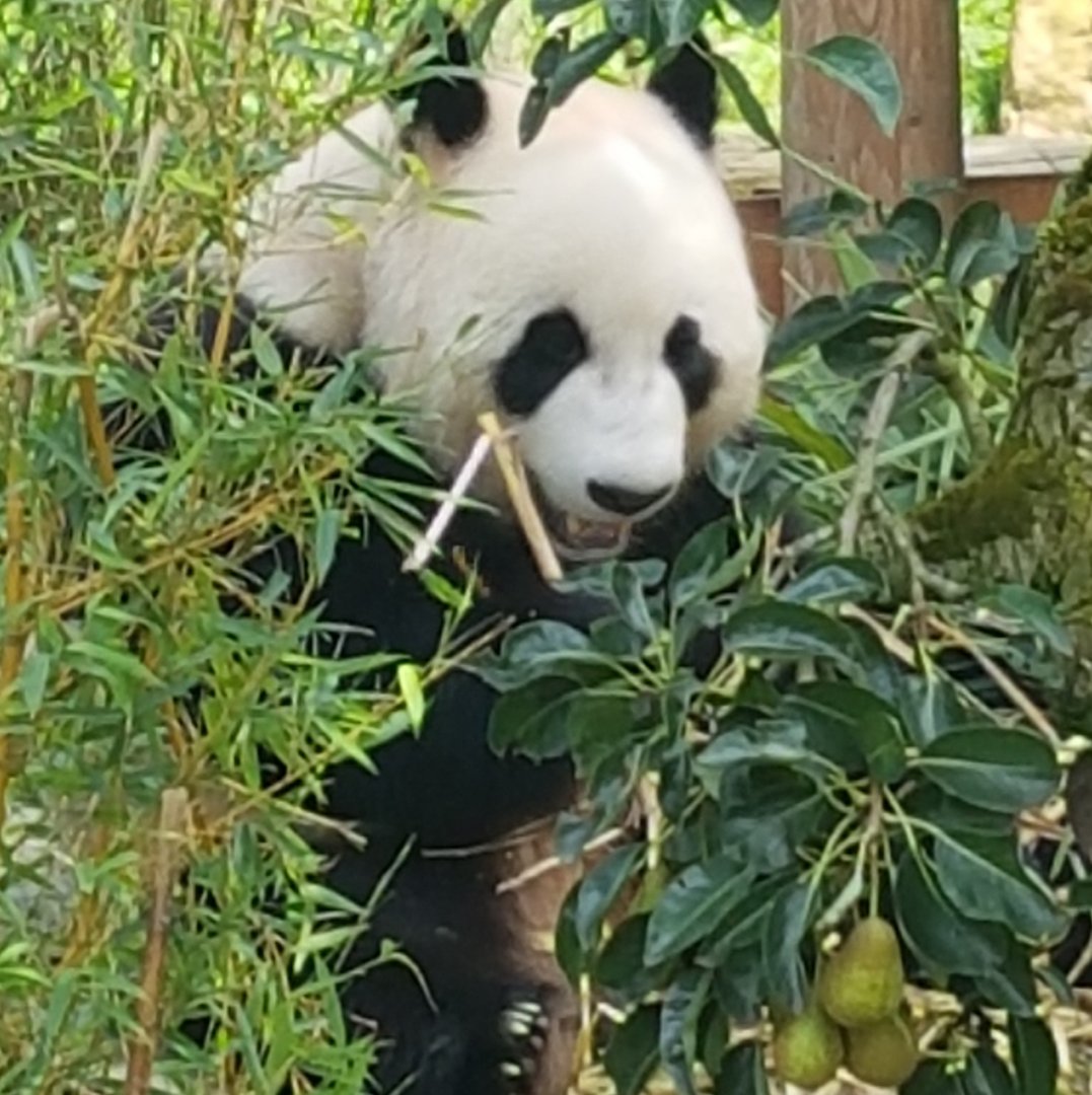 Giant panda