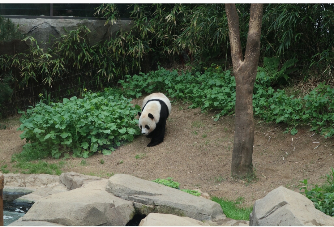 Giant Panda