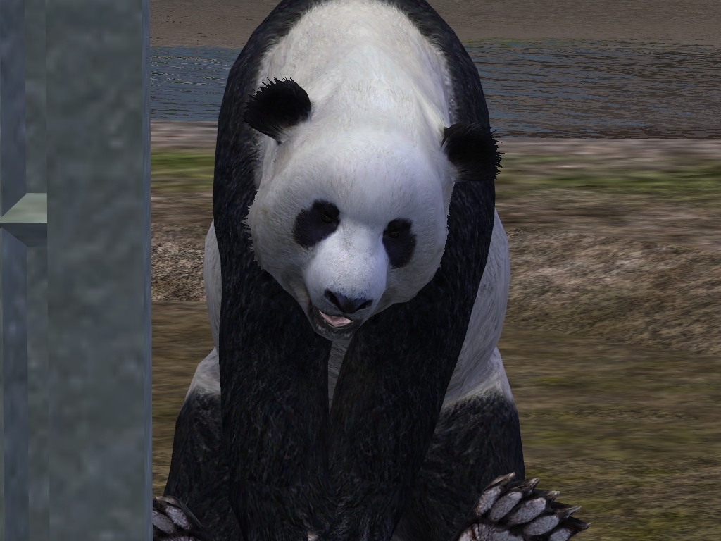 Giant Panda