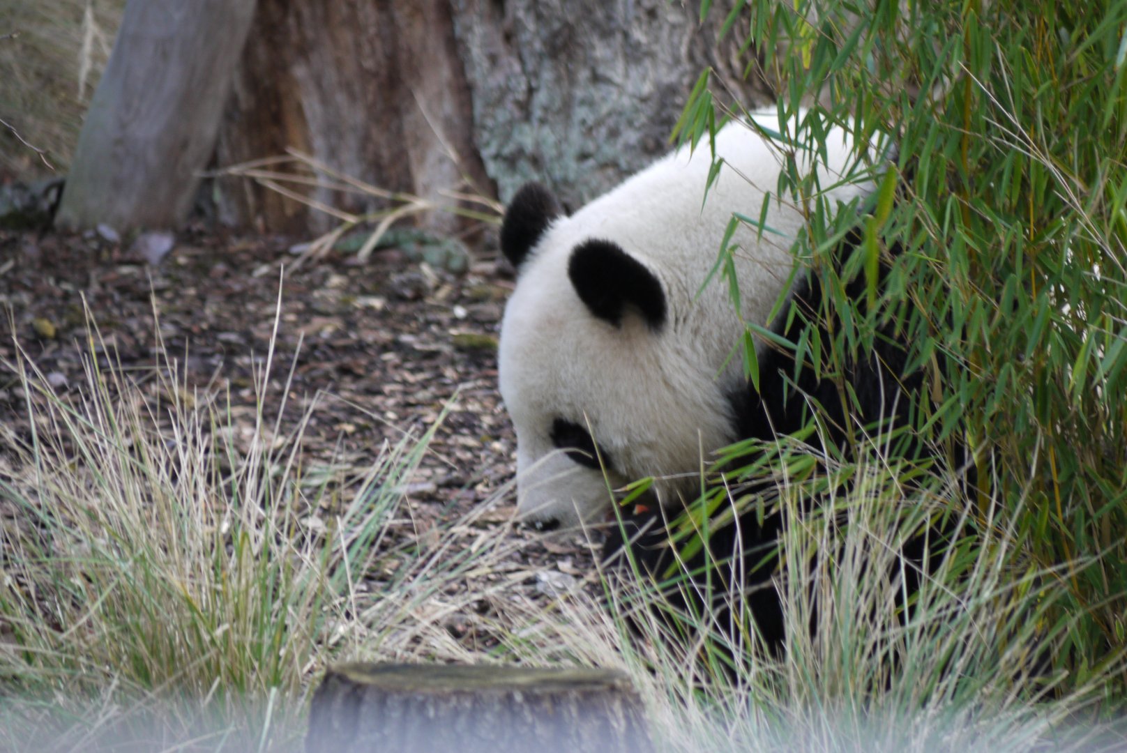 Giant Panda