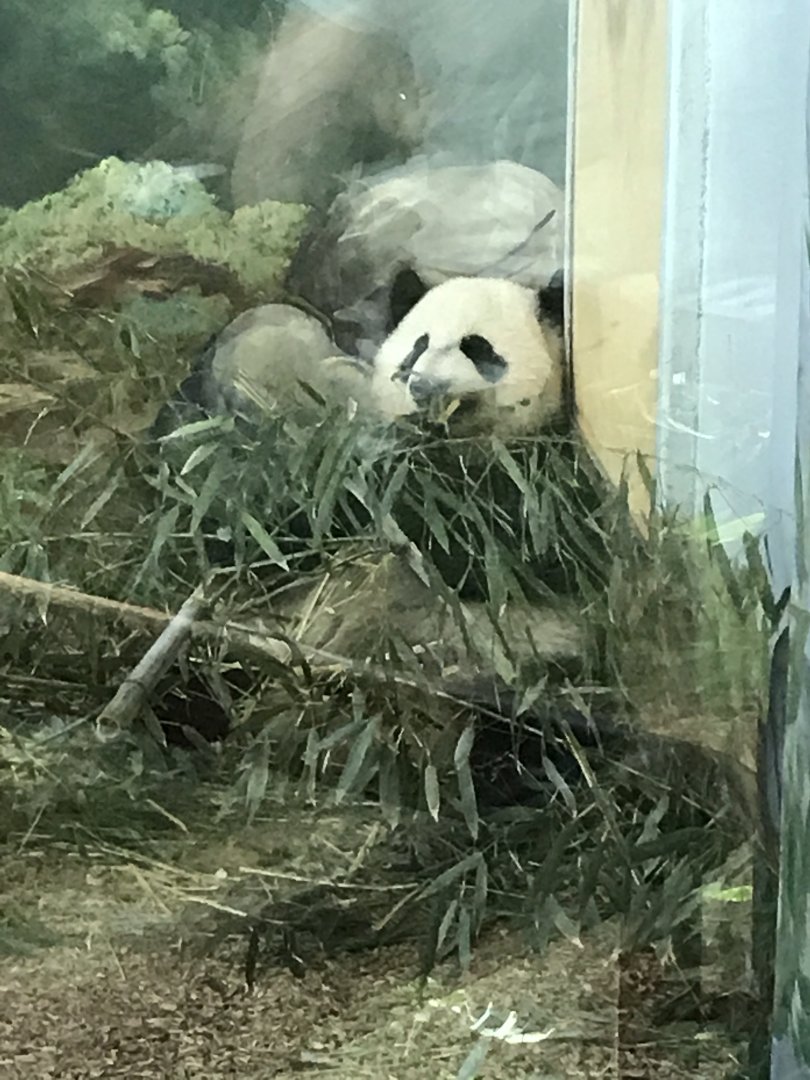 Giant panda