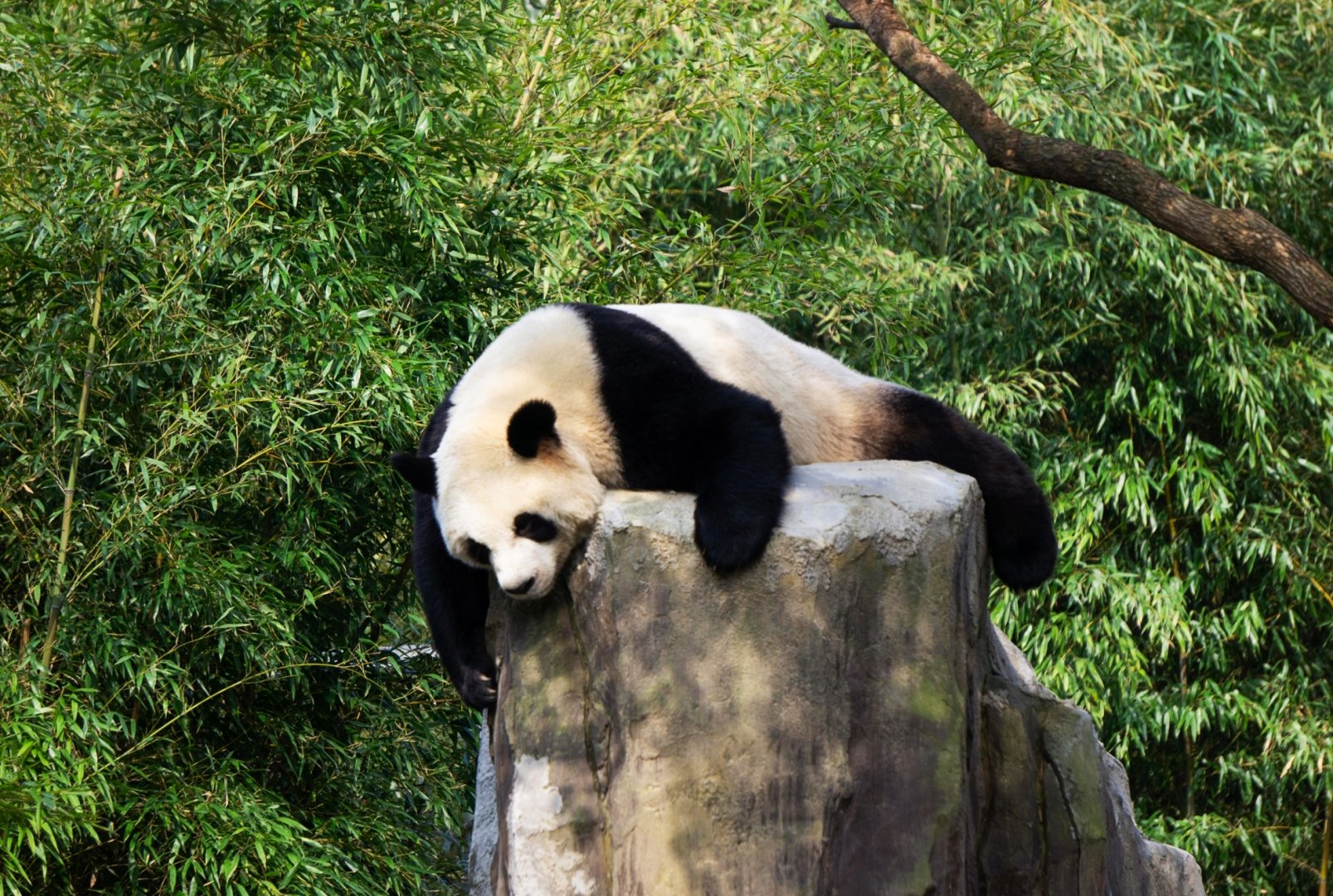 Giant panda