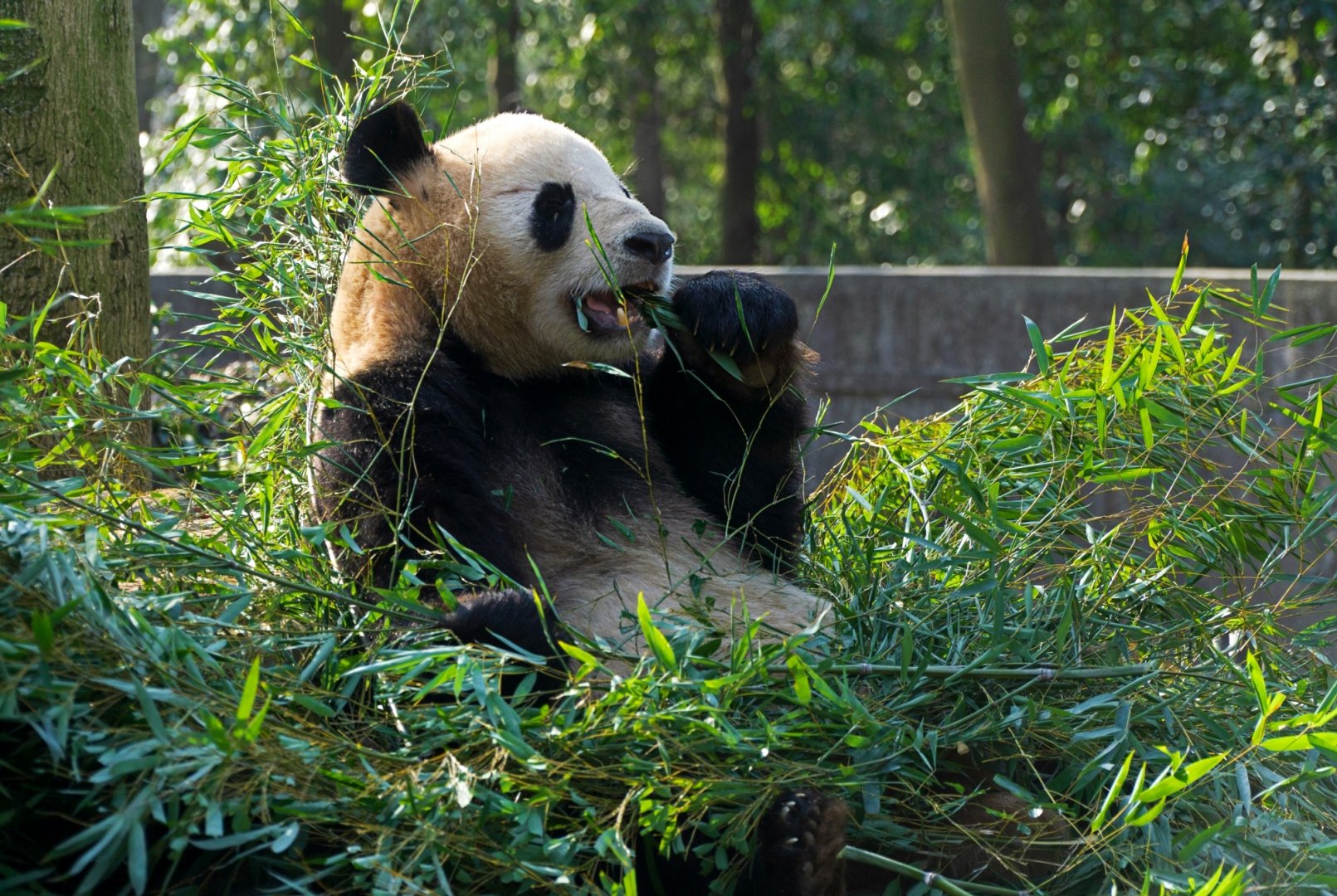 Giant panda