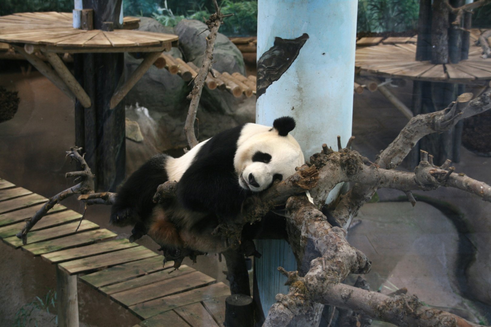 Giant panda