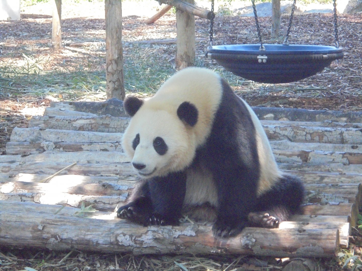 Giant Panda