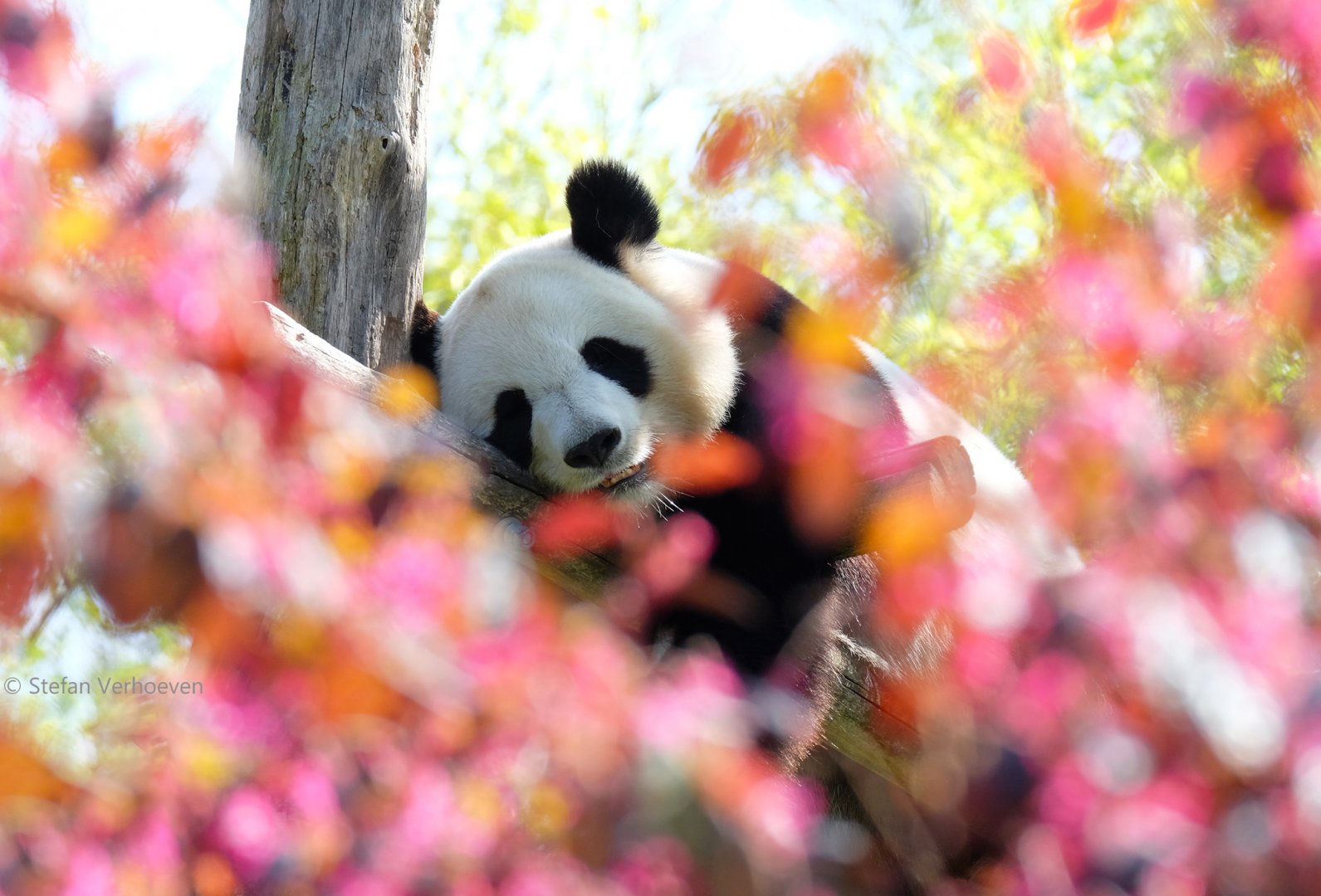 Giant panda