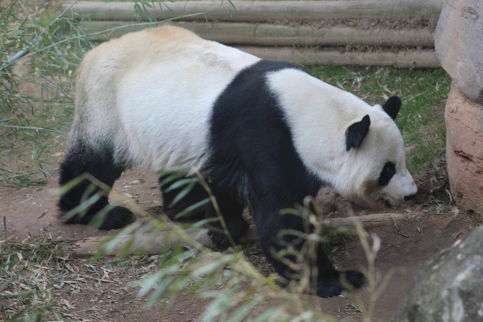 Giant Panda