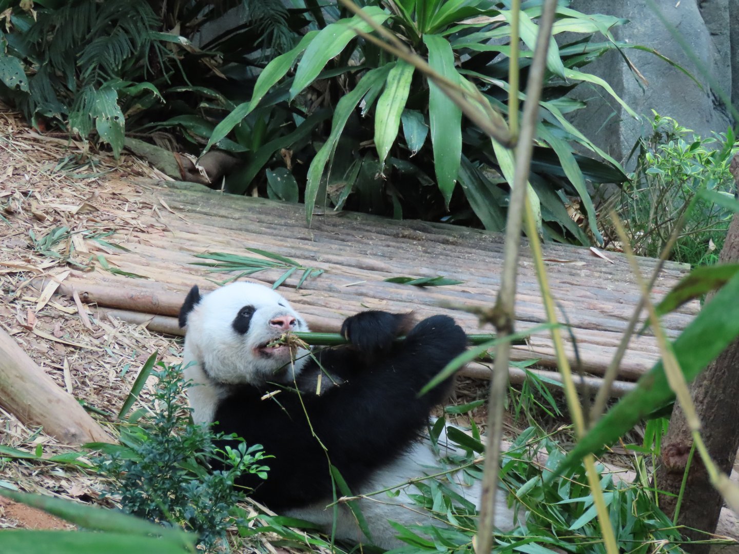 Giant panda