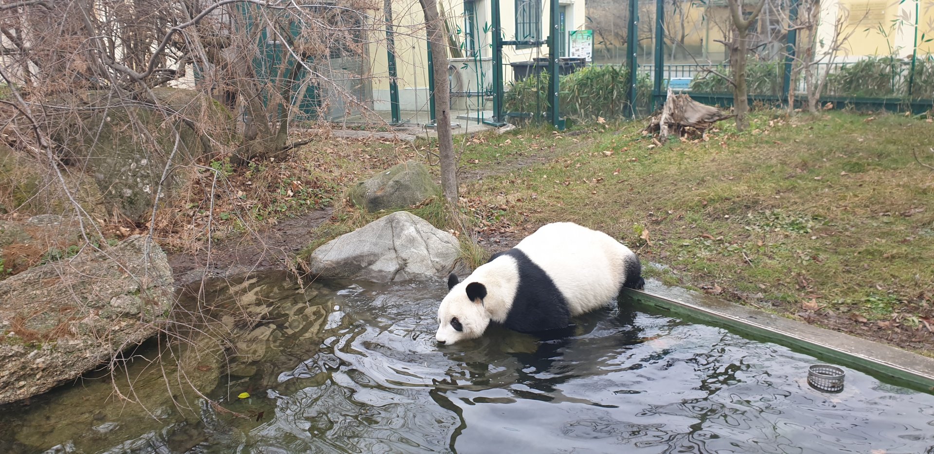 Giant Panda