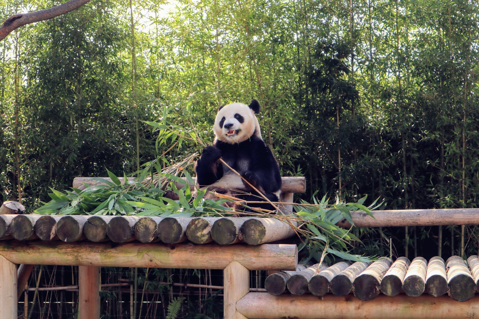 Giant Panda