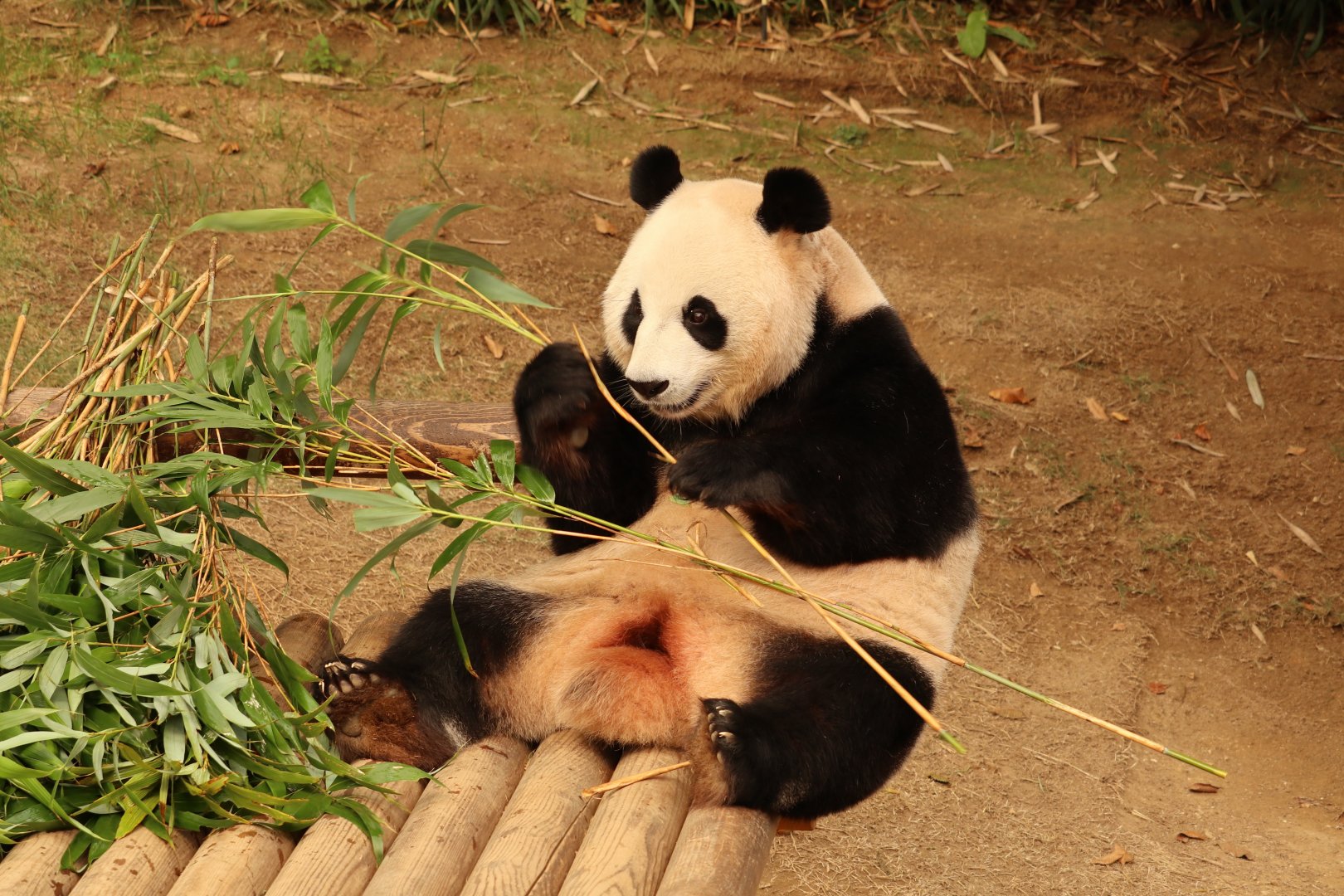 Giant Panda