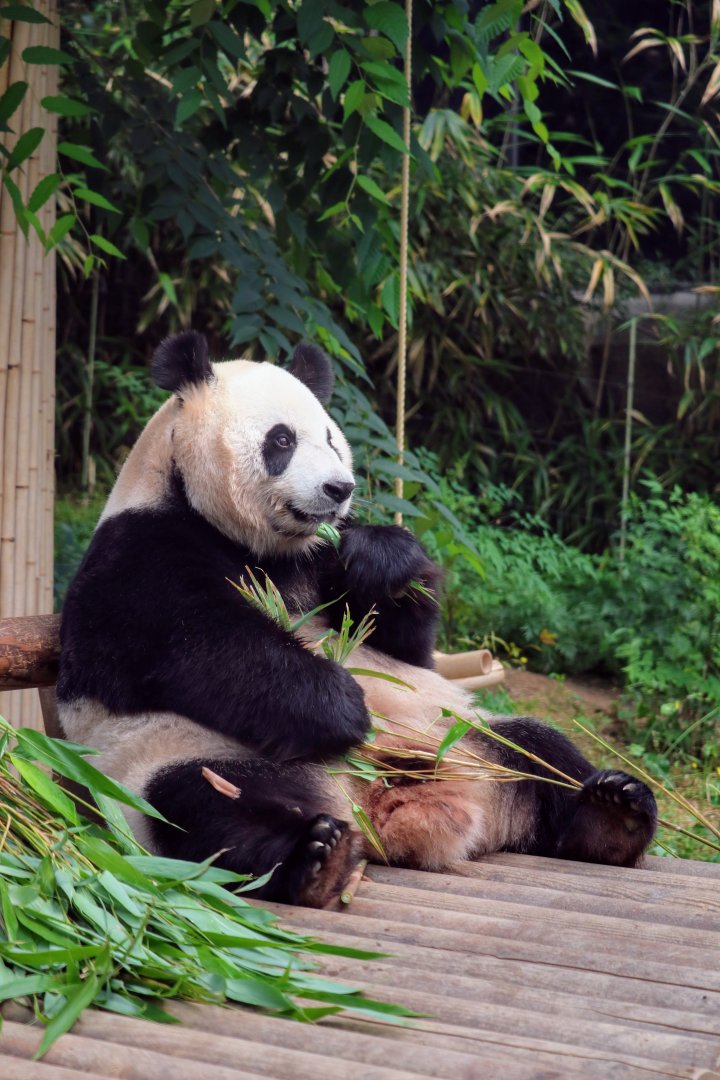 Giant Panda