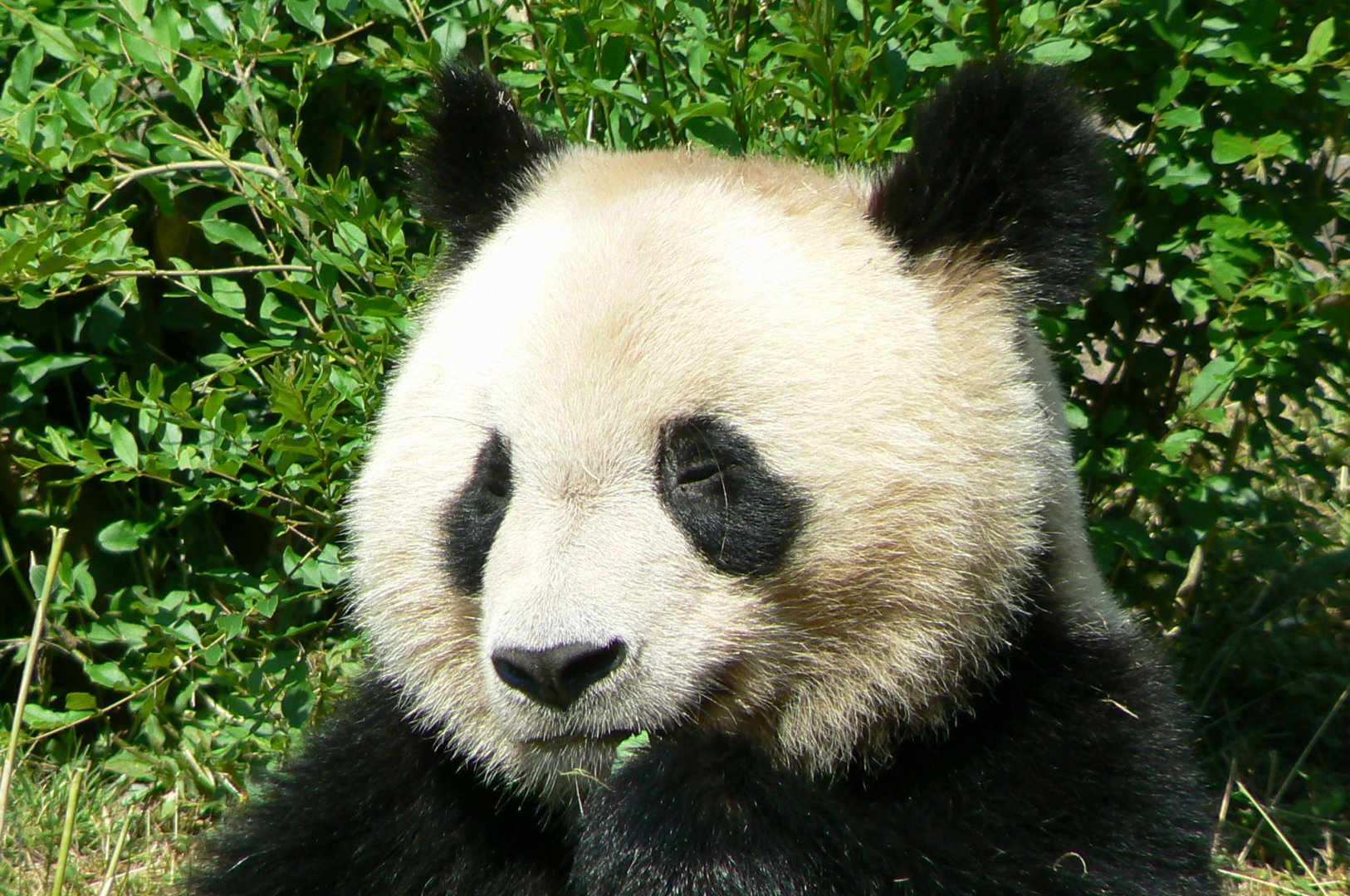 Giant panda