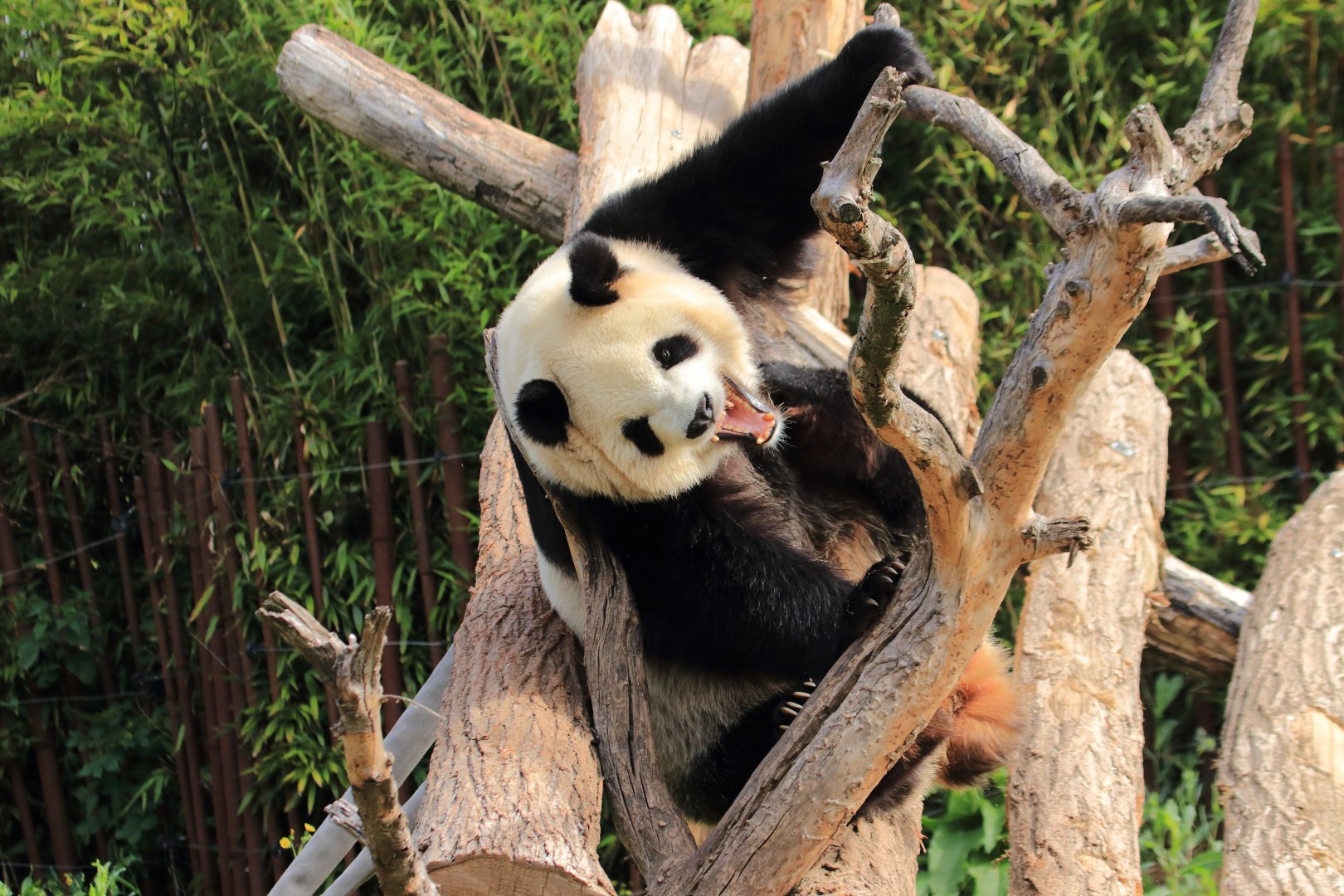 Giant Panda
