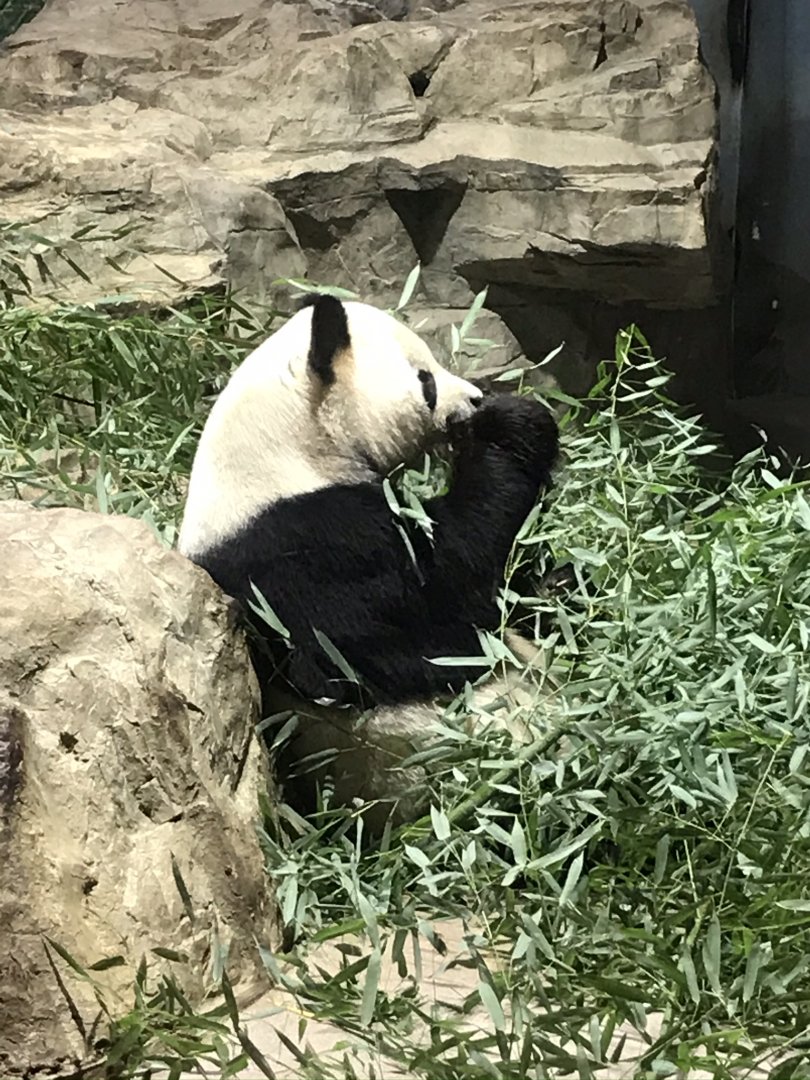 Giant Panda