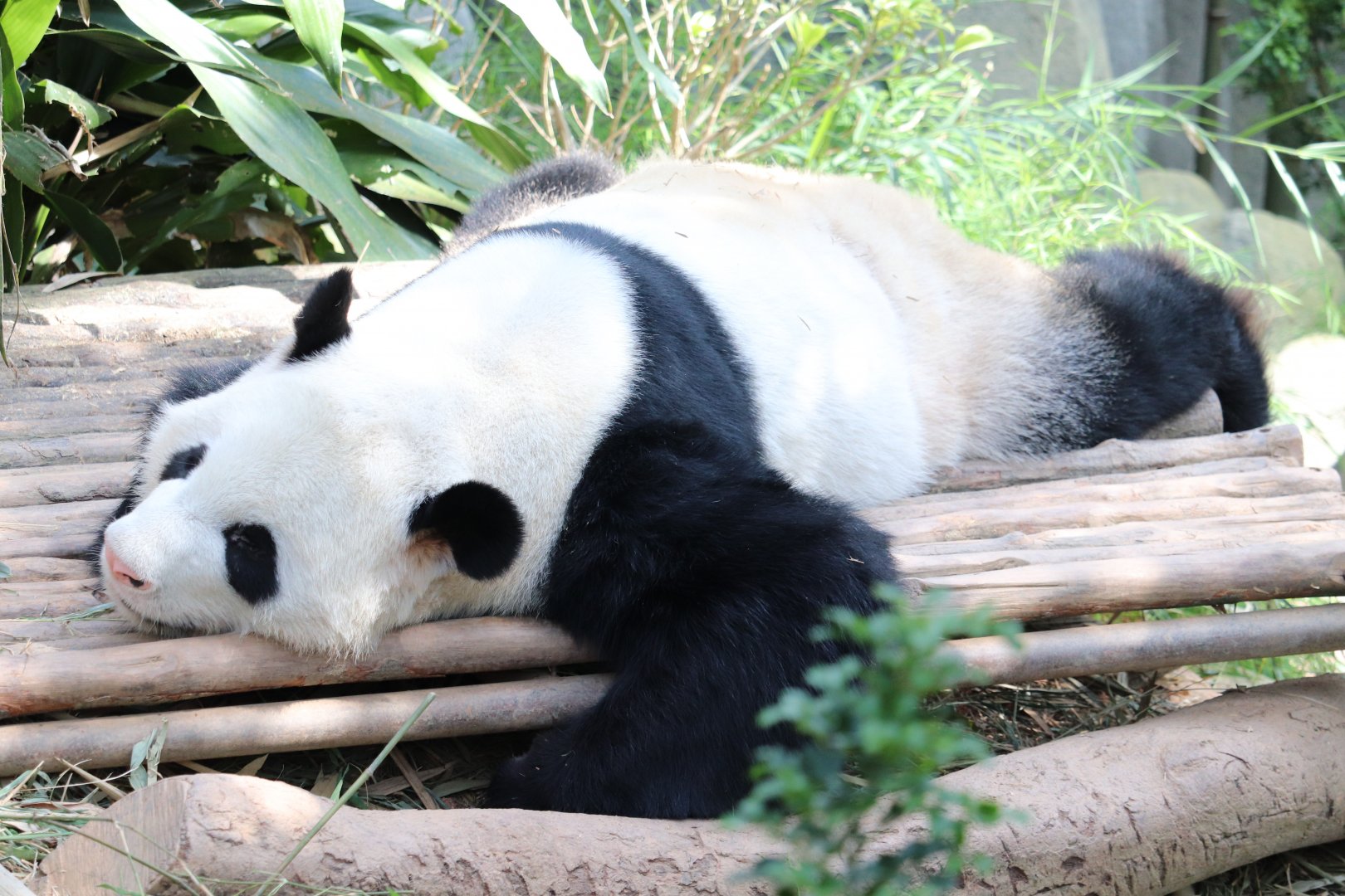 giant panda