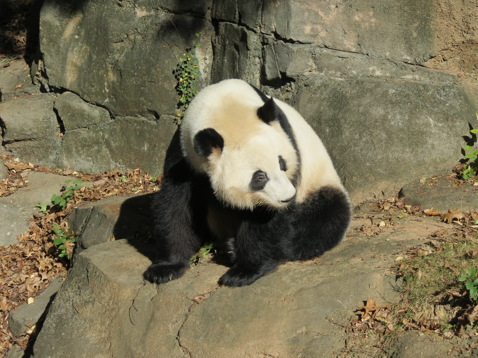 Giant Panda