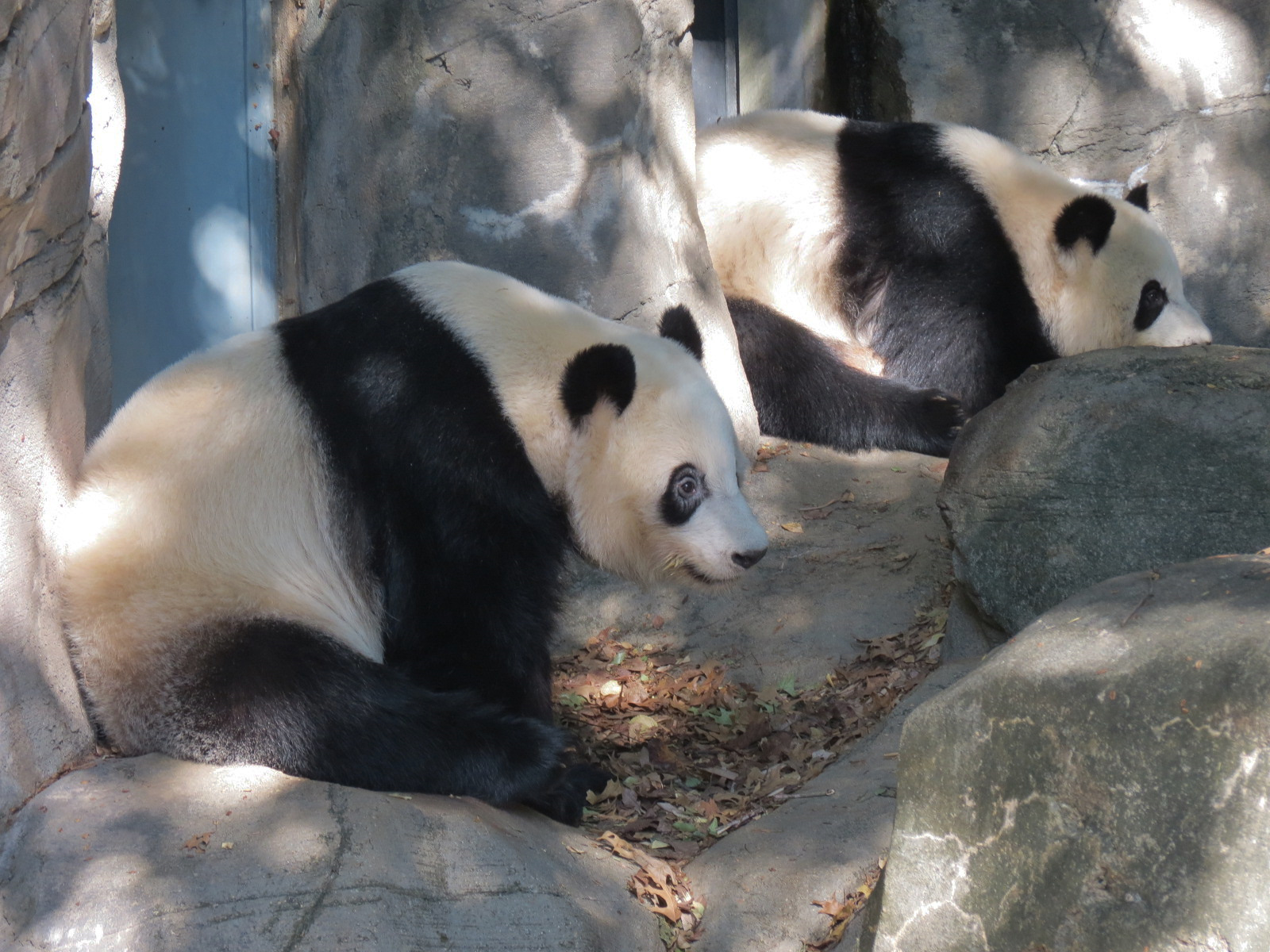 Giant Panda