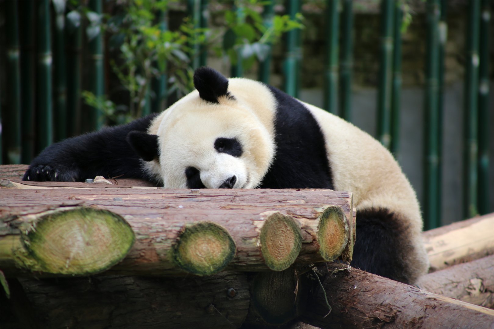 Giant Panda
