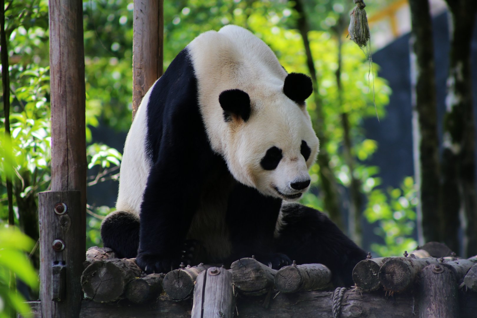 Giant Panda