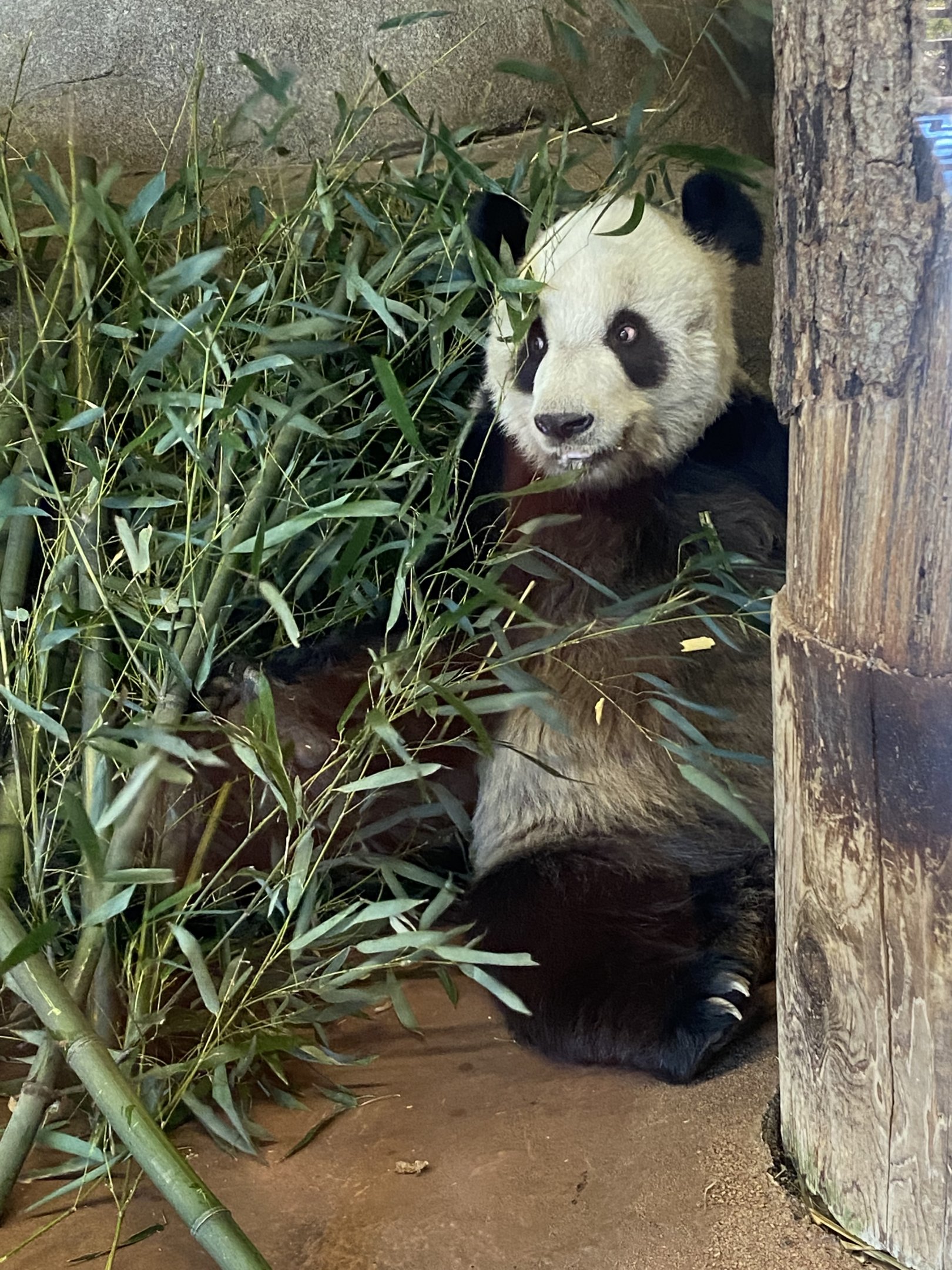 Giant Panda