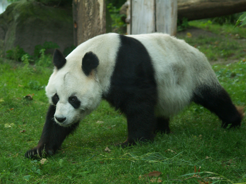 Giant panda
