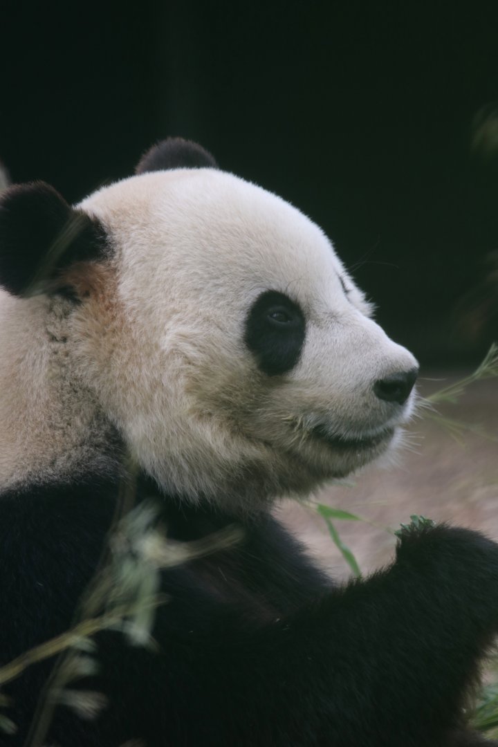 Giant panda