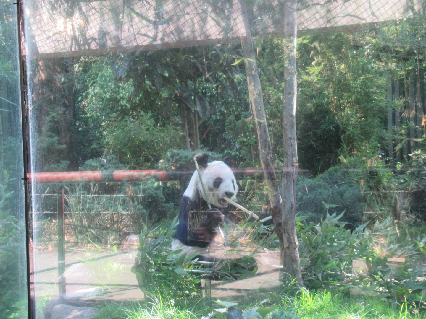 Giant panda