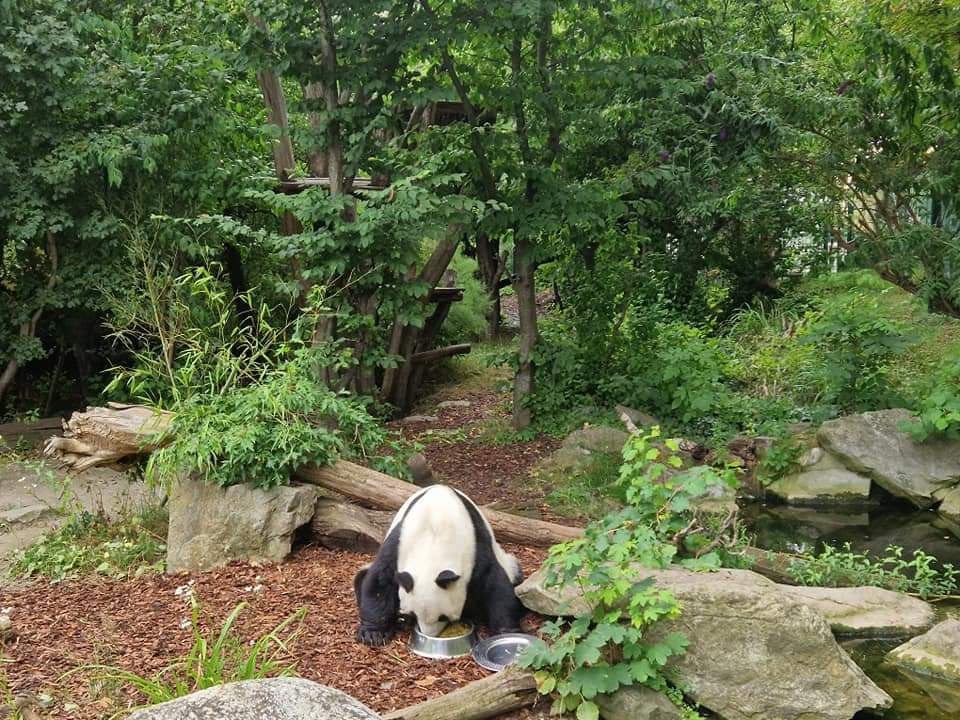 Giant Panda