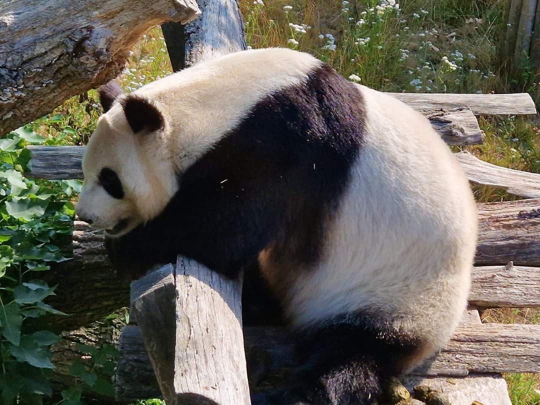 Giant Panda