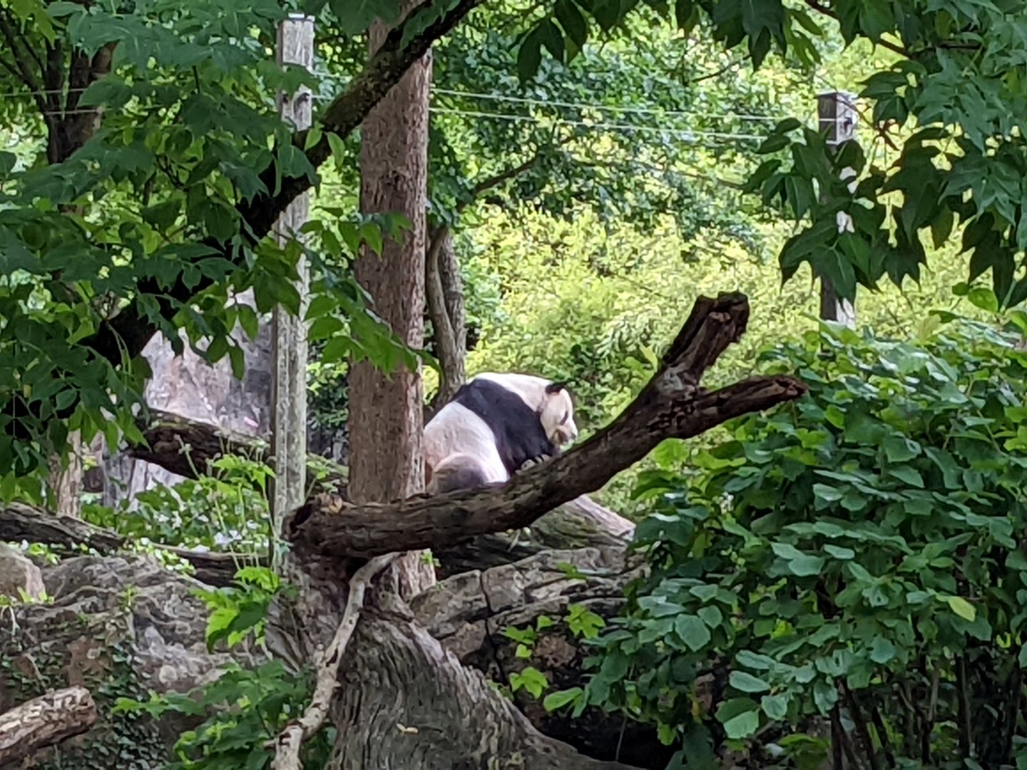 Giant Panda