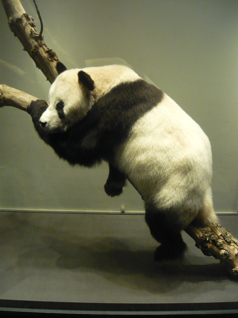 Giant panda