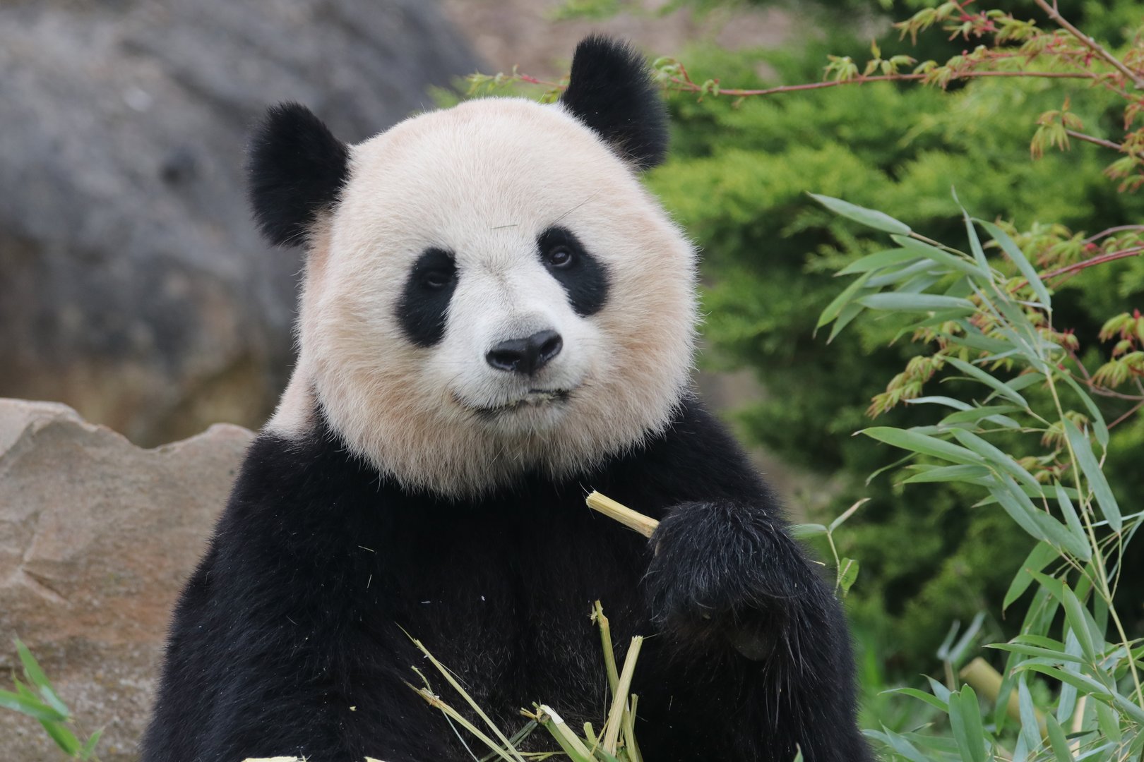 Giant panda