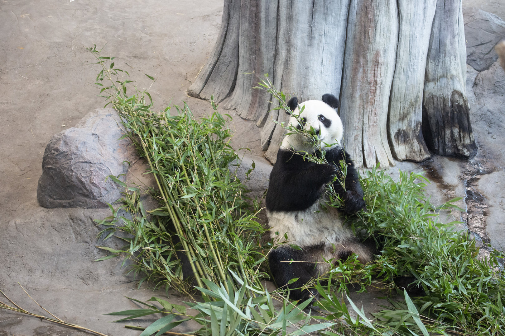 Giant panda