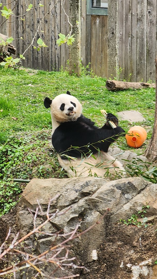 Giant Panda