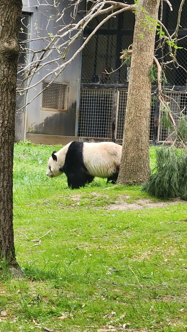 Giant Panda