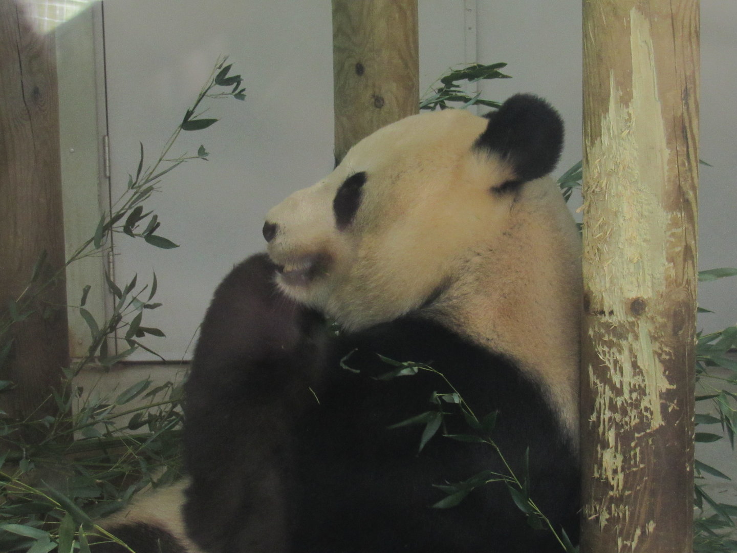Giant Panda