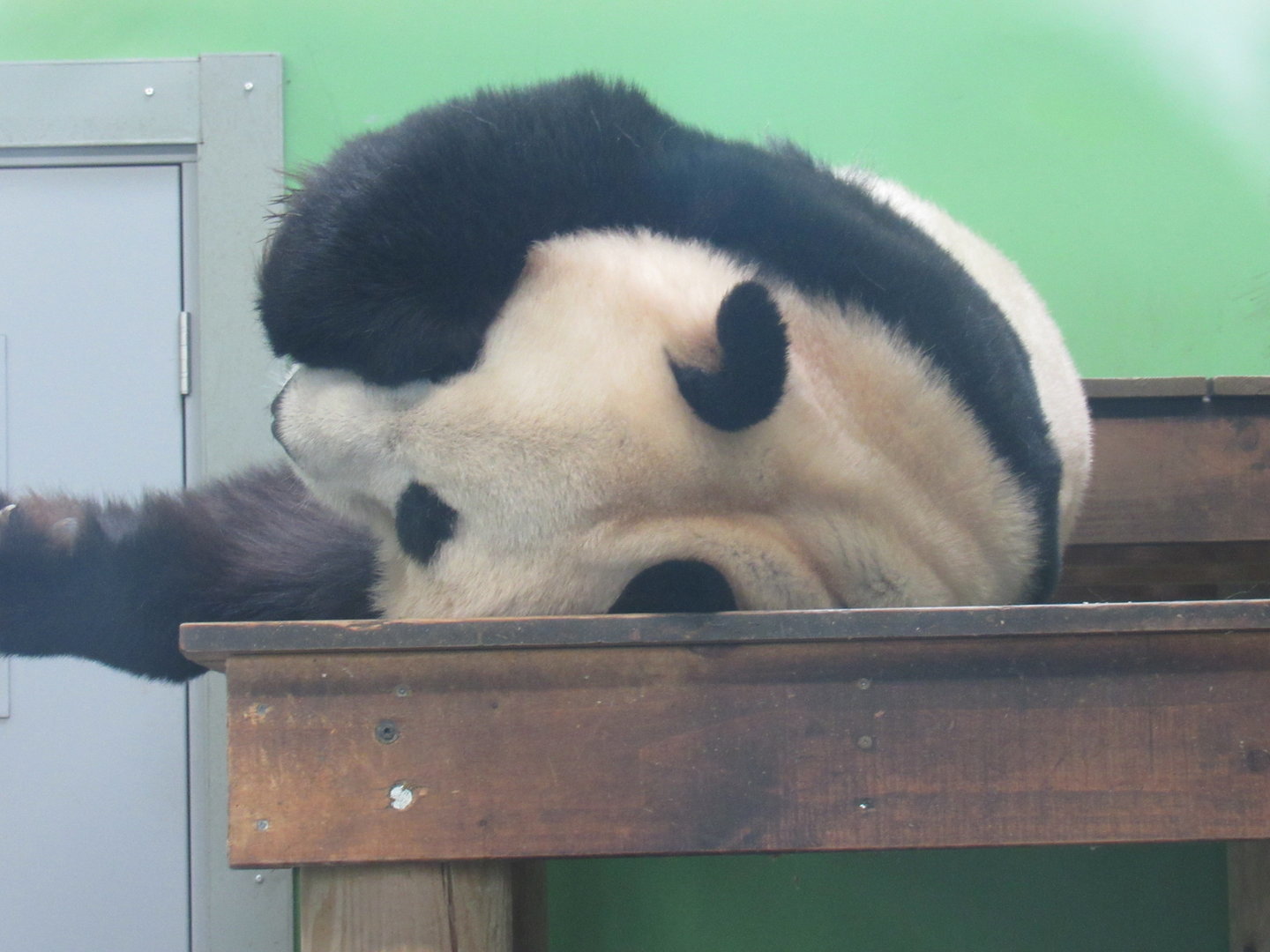 Giant Panda