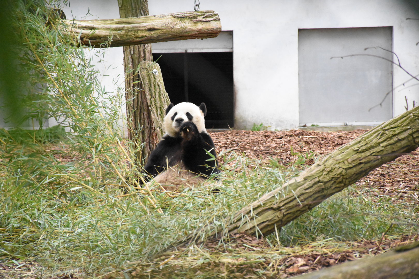 Giant panda