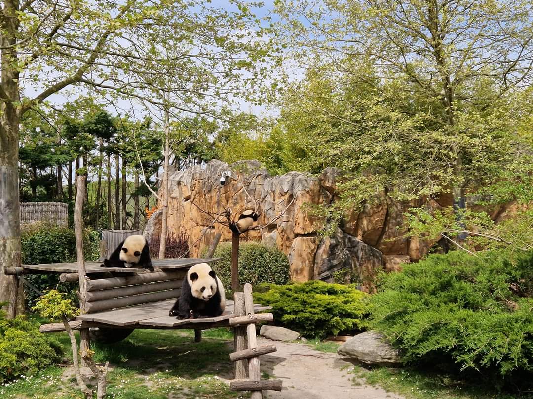 Giant Panda
