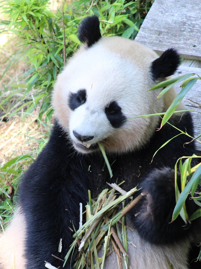 Giant panda