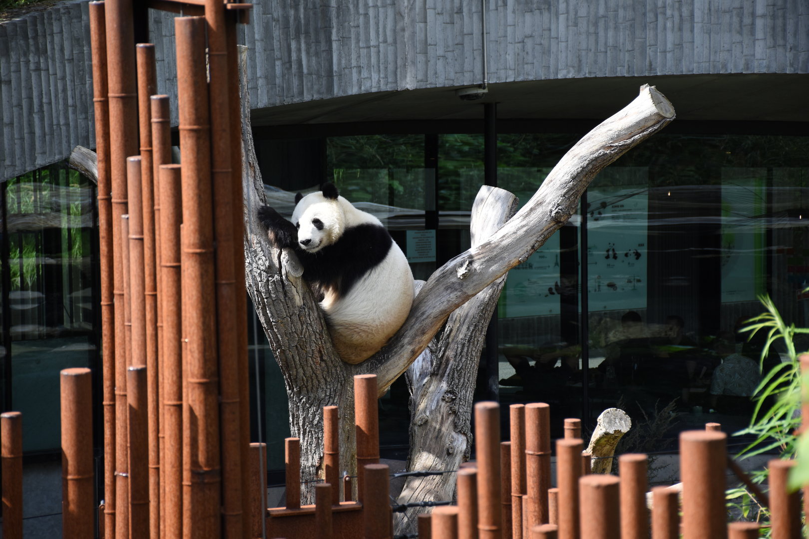 Giant panda