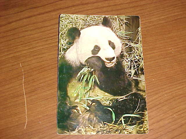 Giant Panda