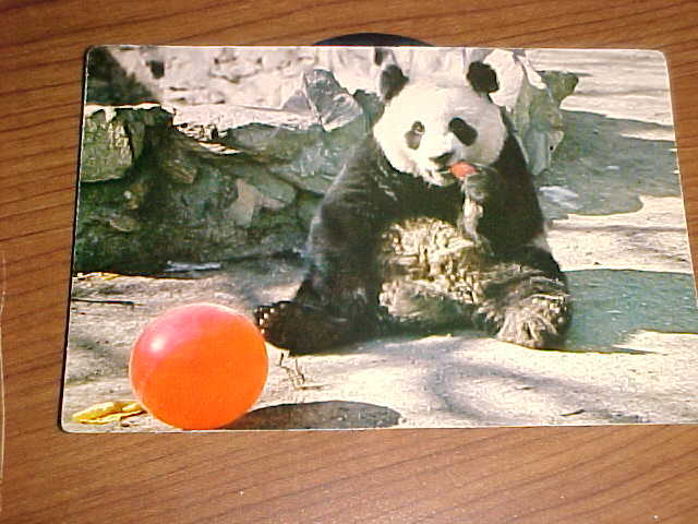 Giant Panda